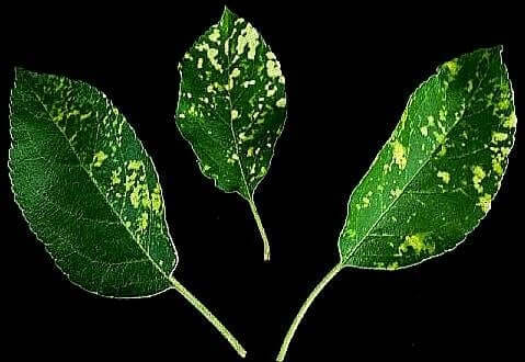 Damage caused by Apple mosaic virus in apple trees