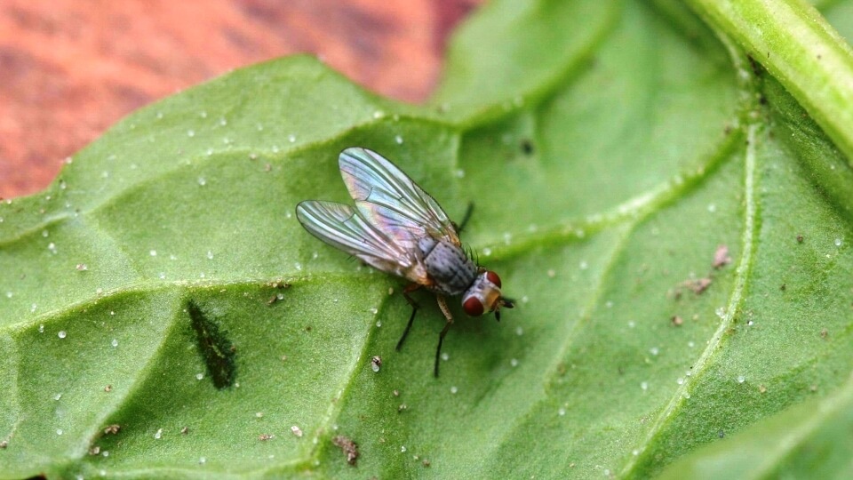 Mosca de la remolacha en Remolacha azucarera: Cómo se reconoce y se trata eficazmente