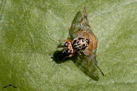 Fruto afectado por mosca mediterránea de la fruta con picaduras y podredumbre
