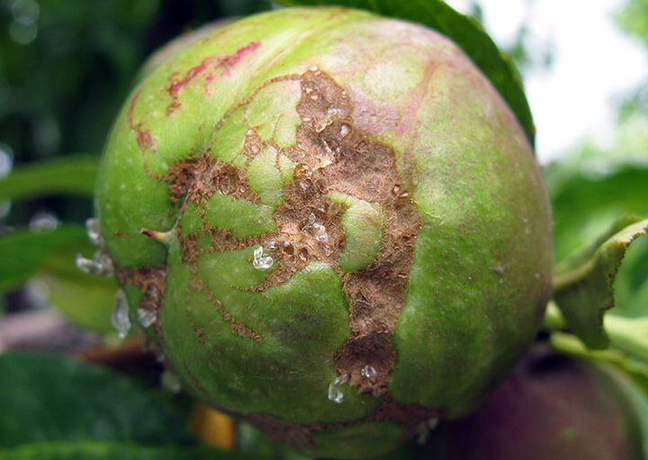 Trips: Síntomas, daños y soluciones en frutos