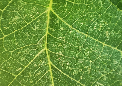 Thrips on plants – symptoms and damage to leaves and flowers