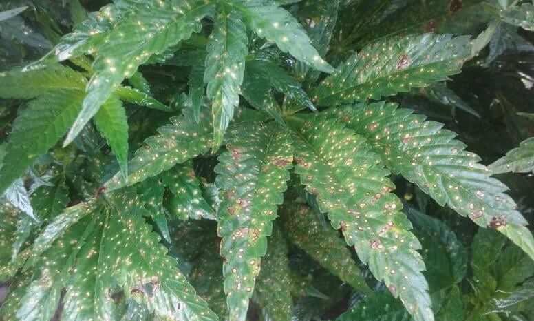 Tache foliaire sur le cannabis | idMicrobe