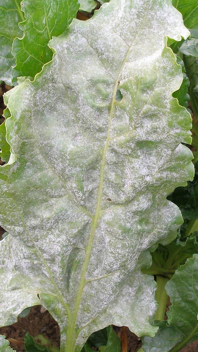 Dégâts causés par l'oïdium sur les betteraves de table