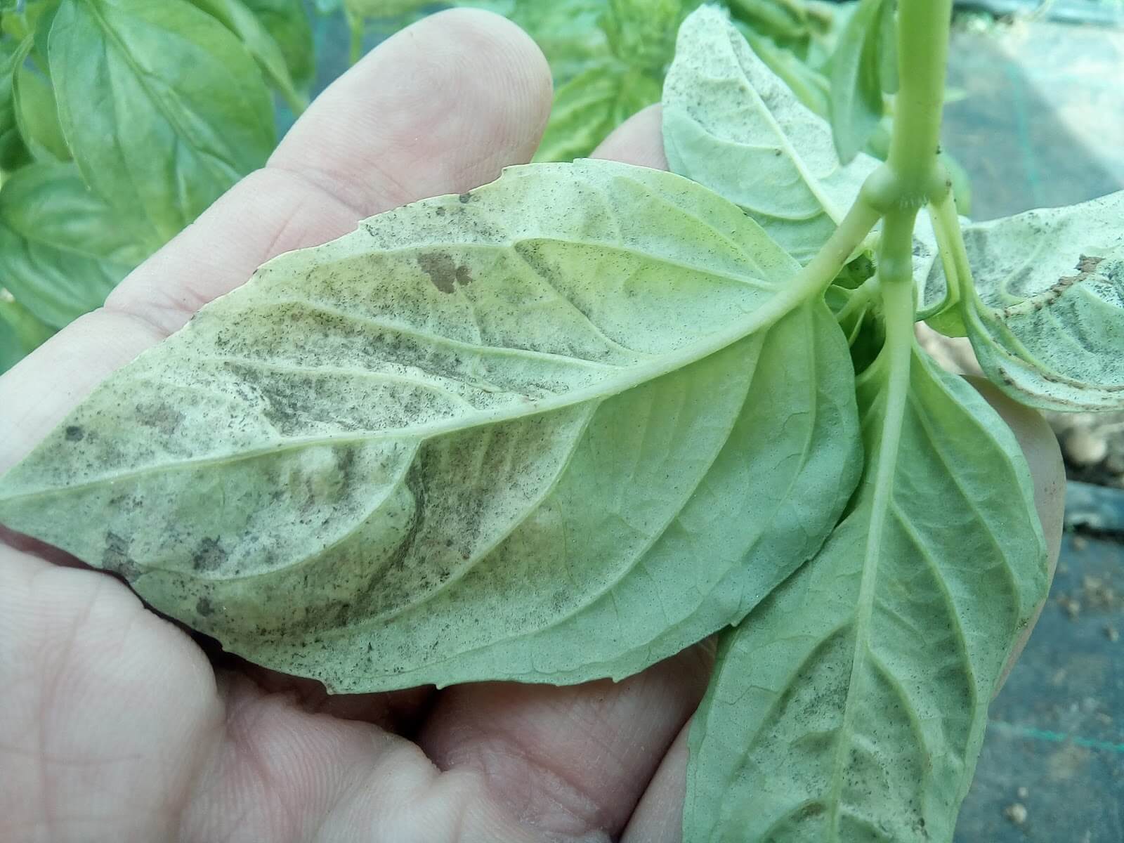 Mildiou du basilic : symptômes et dégâts