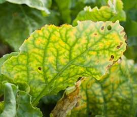 Beet yellows virus | idMicrobe