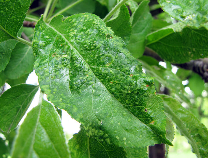Ácaro das galhas da pereira: sintomas e danos em pereiras