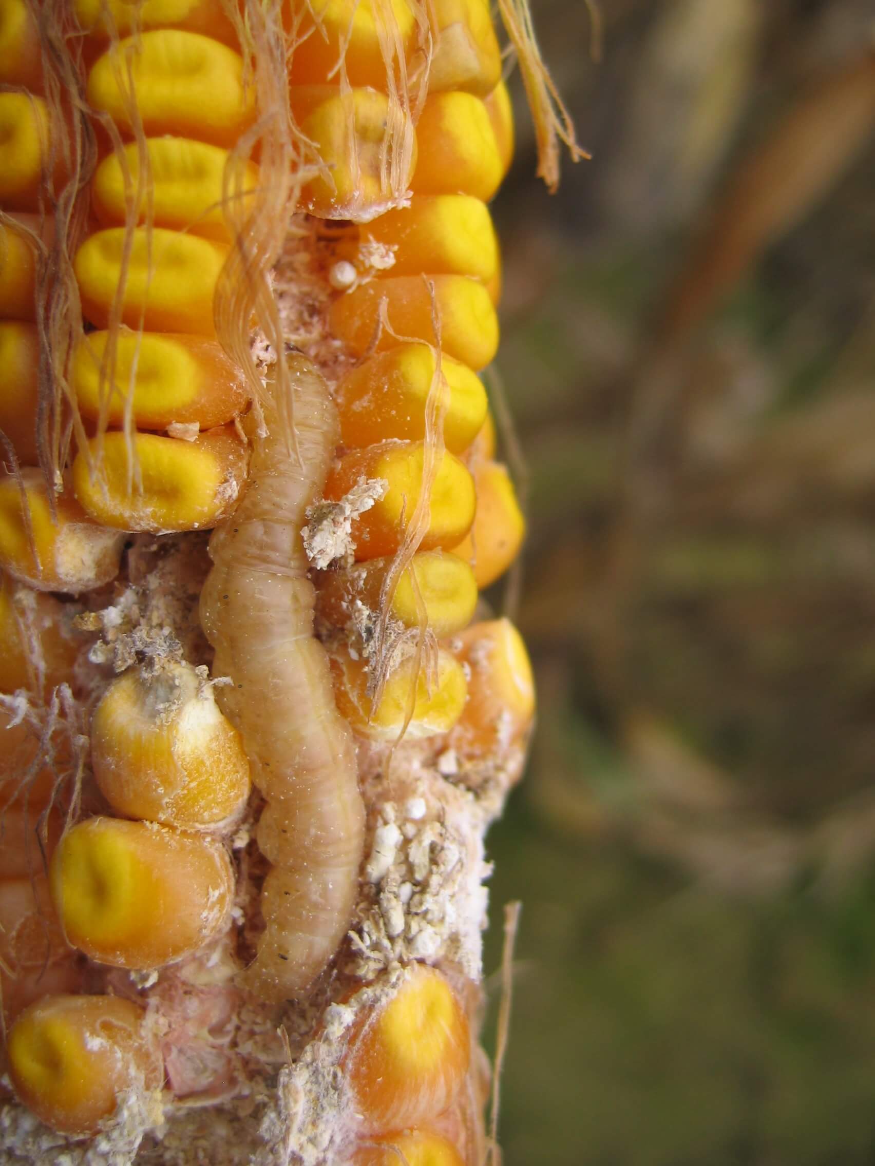 Carpocapse : qu'est-ce que c'est, comment appara ît-il et comment l'éliminer efficacement ?