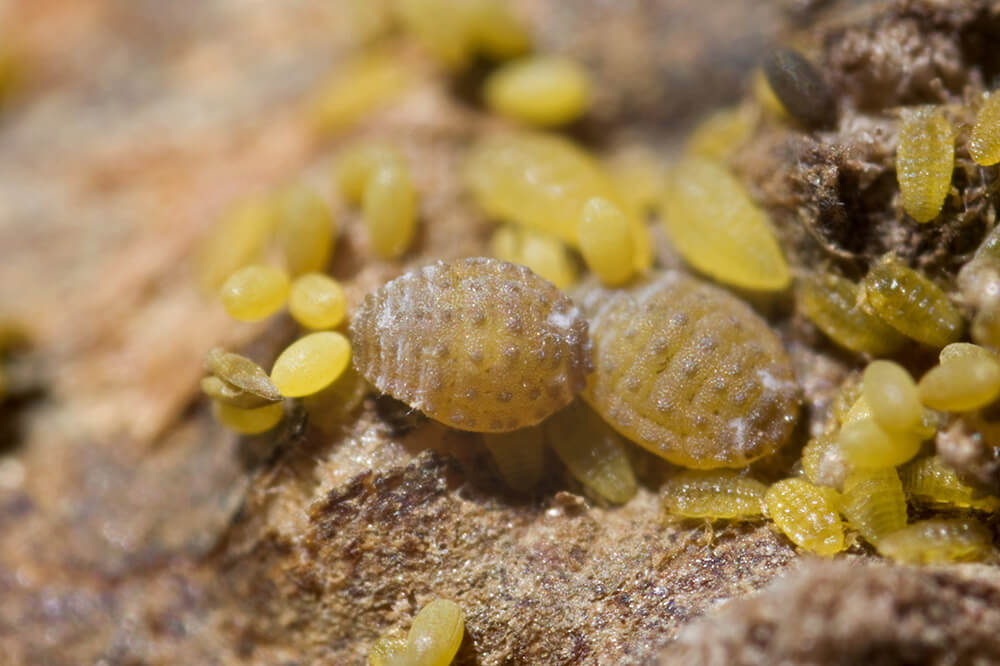Filoxera: Síntomas y daños en Vid