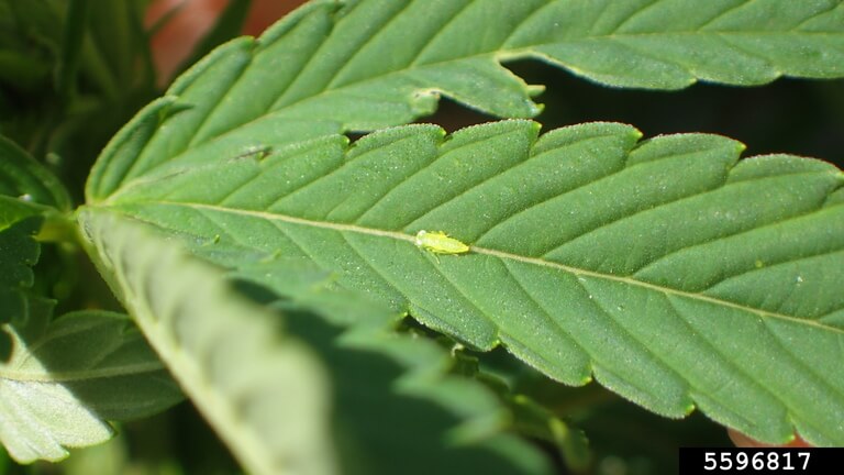 Cicadélidos, saltahojas, chicharritas o cigarreras: qué es, cómo se origina y cómo eliminar de forma efectiva en cannabis