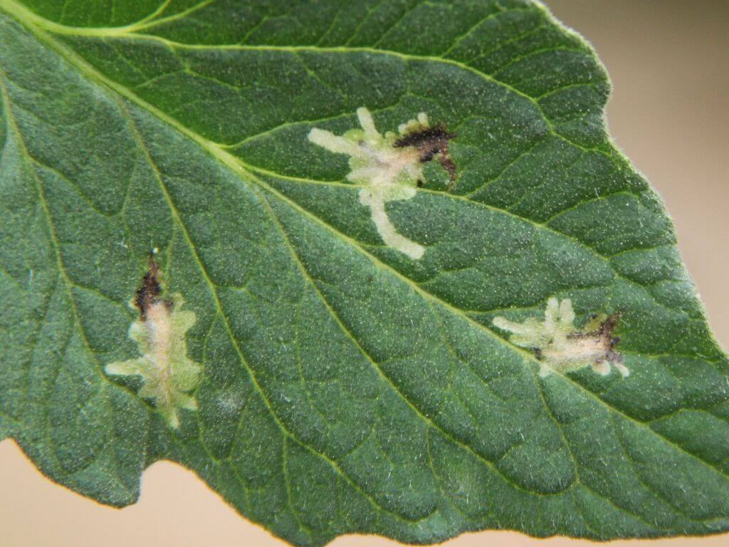 Tuta absoluta en Plantas decorativas de jardín y/o interior: Cómo se reconoce y se trata eficazmente