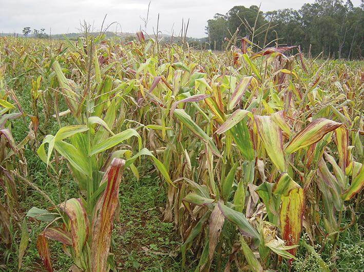Cicadélidos, chicharritas, saltahojas: qué es, cómo se origina y cómo eliminar de forma efectiva
