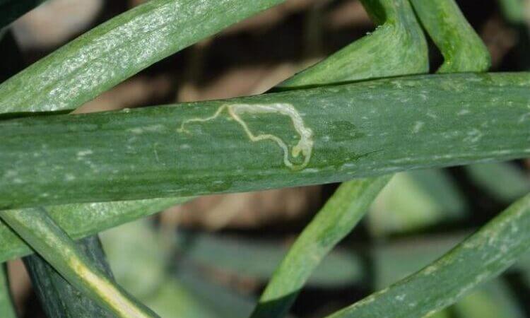 Minador: qué es, cómo se origina y cómo eliminar de forma efectiva en cebolla