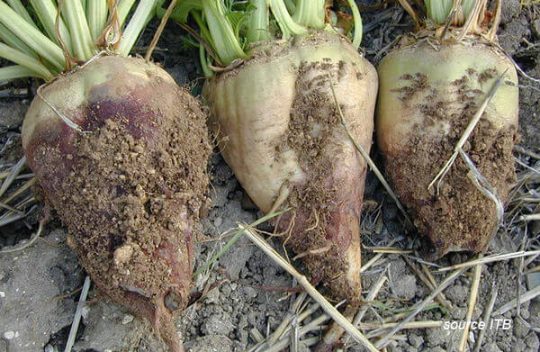 Mal vinoso en Remolacha azucarera: Cómo se reconoce y se trata eficazmente