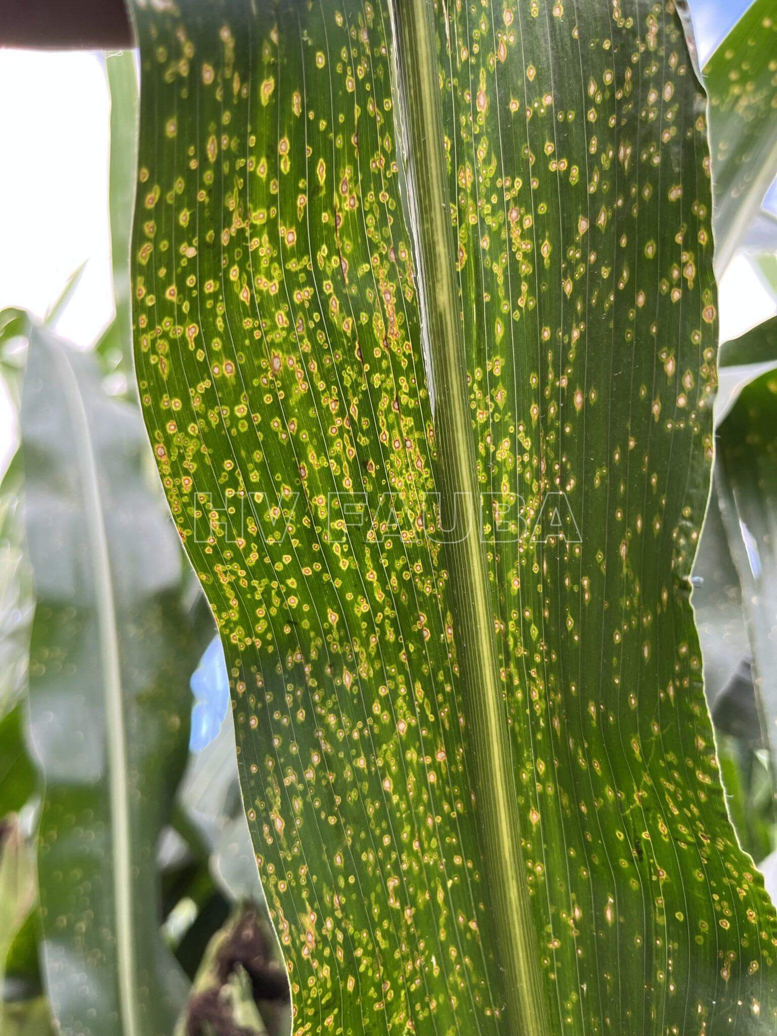 Mancha foliar por curvularia en maíz | idMicrobe