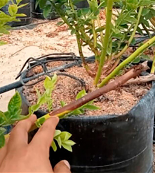 Blueberry dieback | idMicrobe