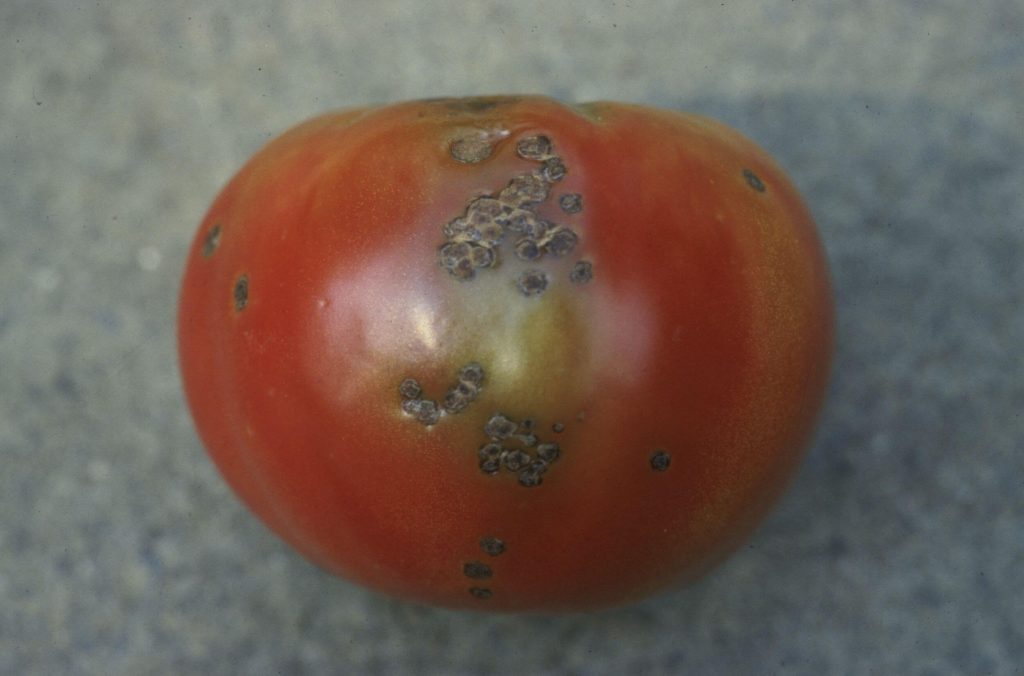 Cómo reconocer y combatir los chinches en los frutos