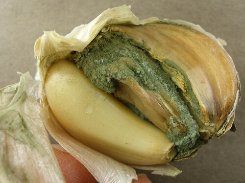 Podredumbre verde del ajo: Síntomas y daños en Ajo