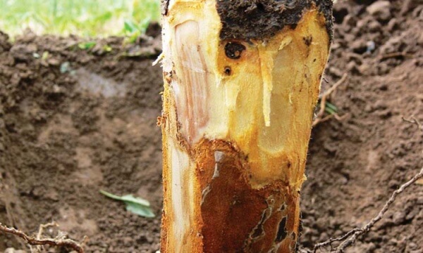 Collar and Root Rot: Symptoms and Damage in Cherry Trees