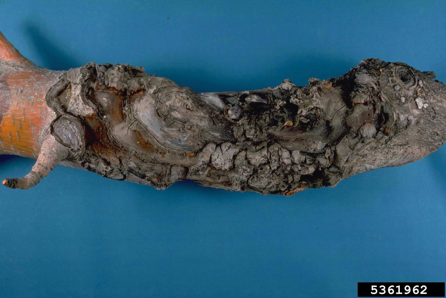 Petit taureau dans les arbres fruitiers à pépins | idMicrobe
