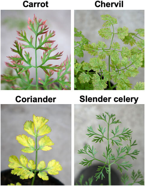 Virus de la marbrure de la carotte | idMicrobe