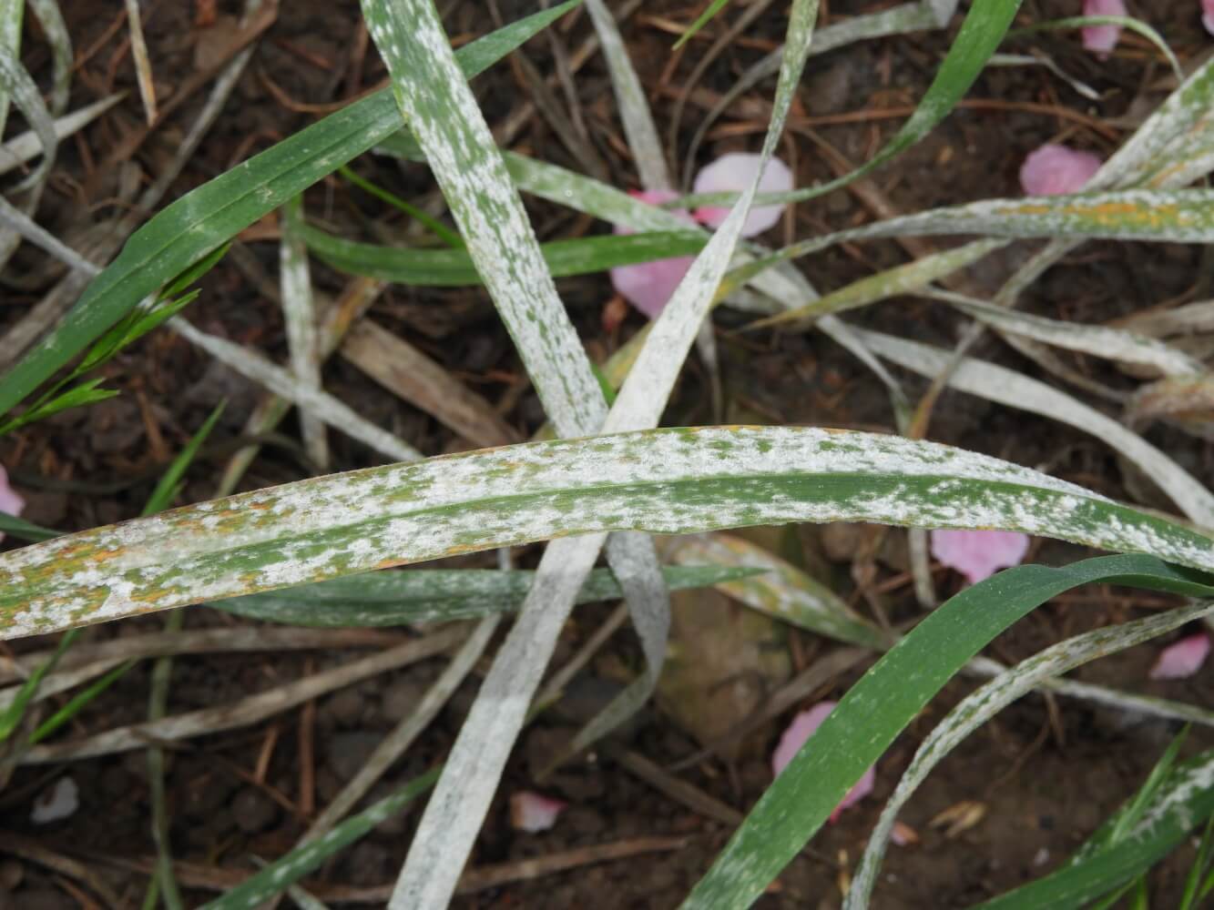 Rhynchosporiose des céréales d'hiver | idMicrobe