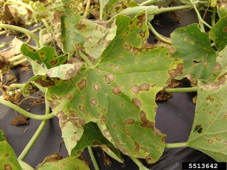 Mancha de la hoja: qué es, cómo se origina y cómo eliminar de forma efectiva en cucurbitáceas piel comestible