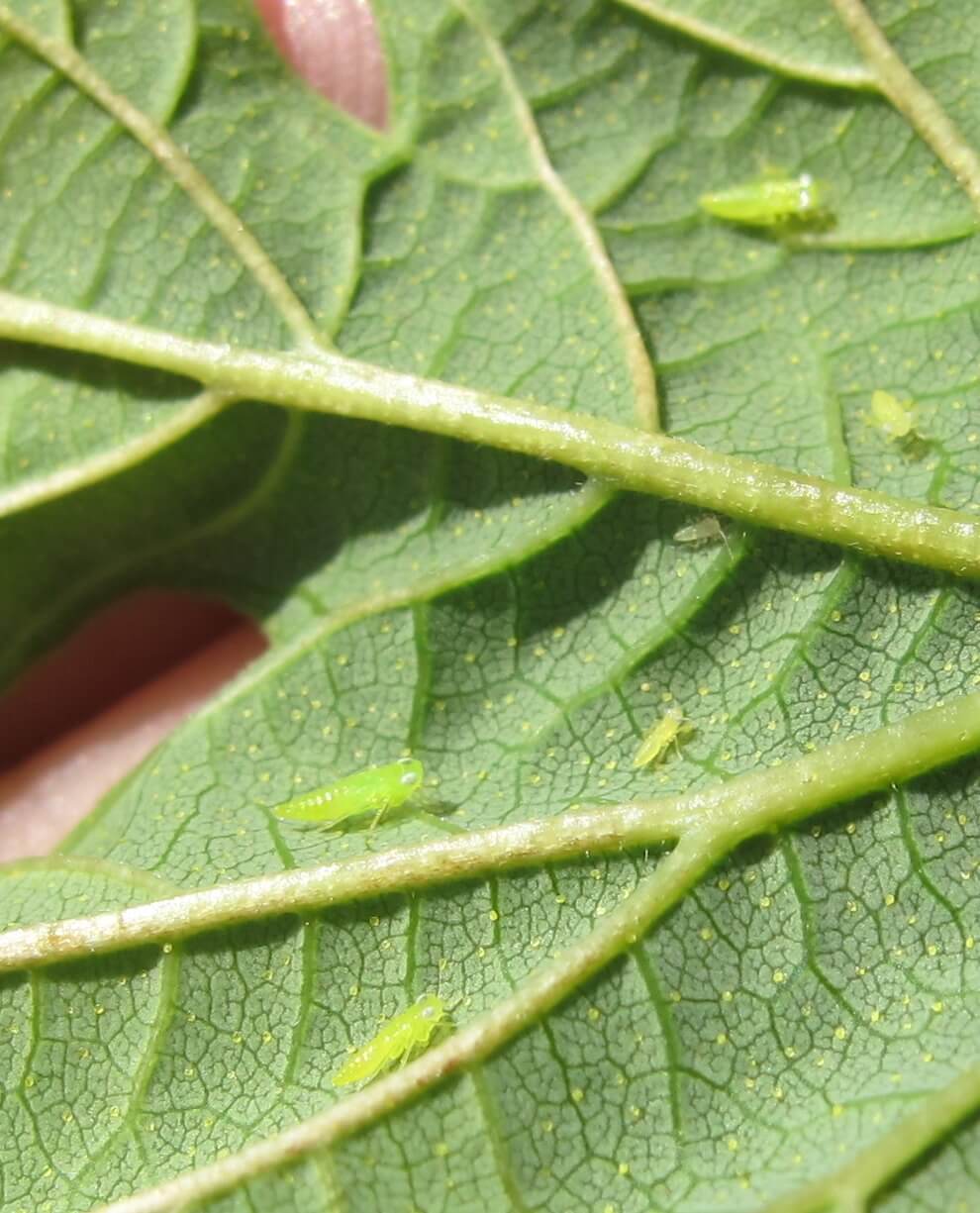 Cicadelles sur pêches | idMicrobe