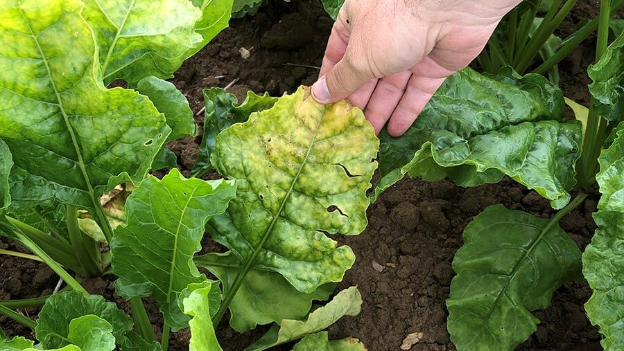 How to recognize and combat beet yellows virus