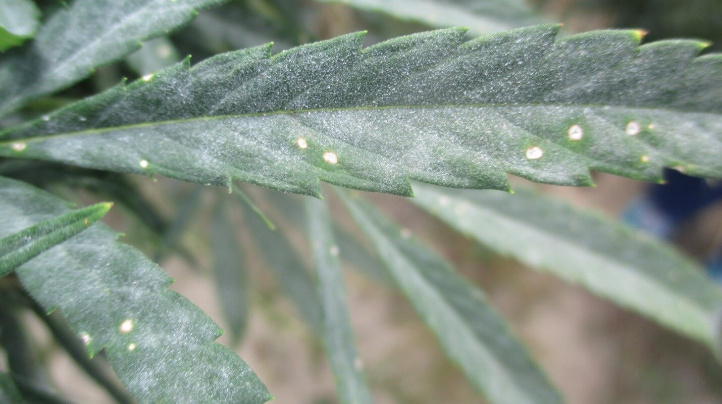 Tache foliaire : symptômes et dommages sur le cannabis