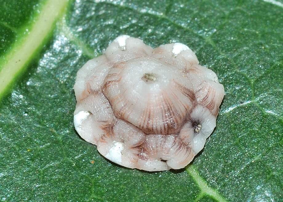 Cochenille du figuier ou cochenille farineuse sur figues : comment les reconnaître et les traiter efficacement