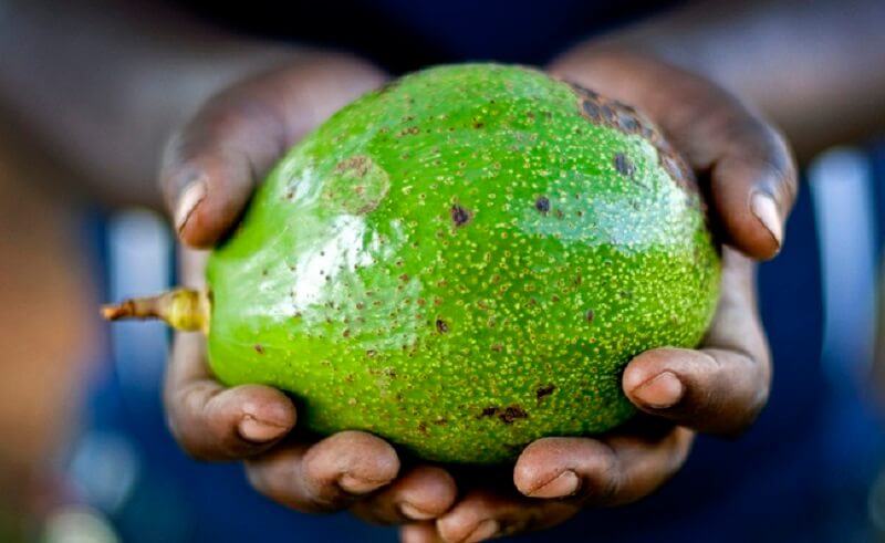 Traça falsa da maçã: sintomas e danos no abacate