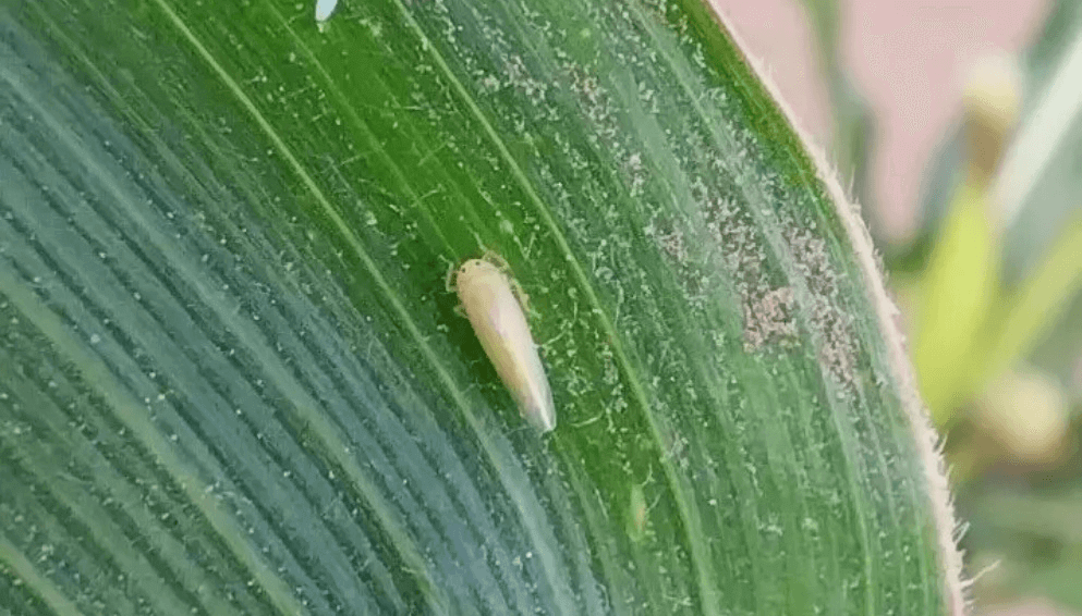 Daños causados por Cicadélidos, chicharritas, saltahojas en Maíz