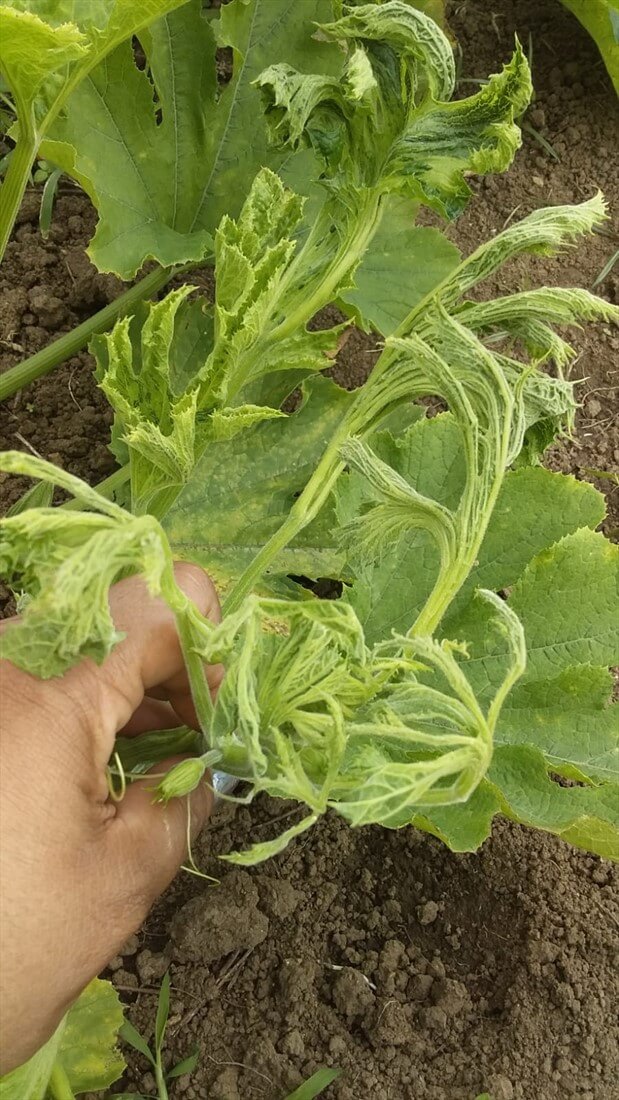 Daños causados por Virus del mosaico amarillo del calabacín en Calabaza