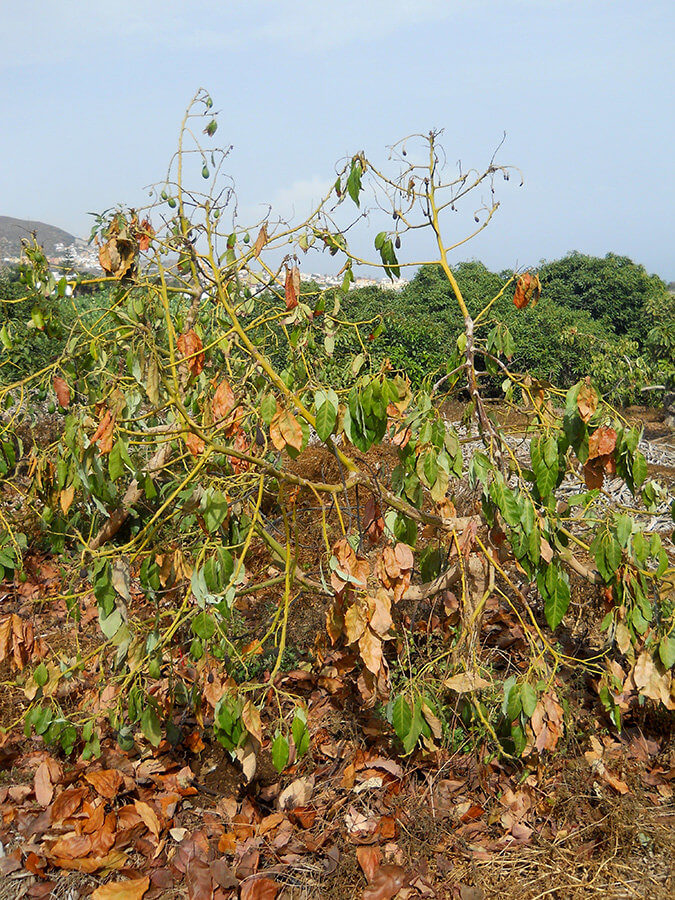 Tristeza do Abacate: Sintomas e Danos no Abacate