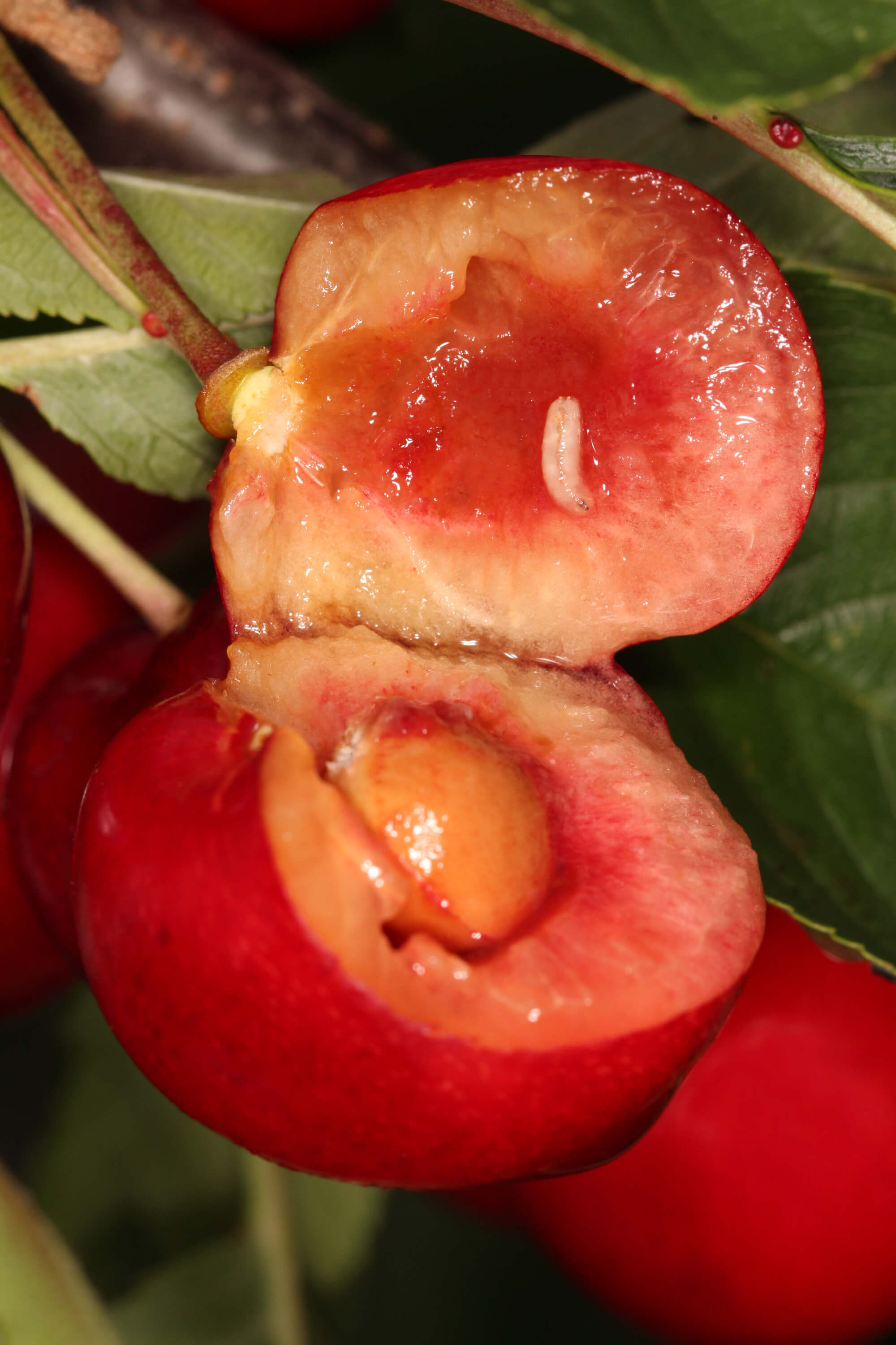 Cherry fly | idMicrobe