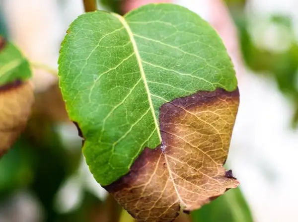 Pourquoi le bout des feuilles se dessèche et comment l'éviter