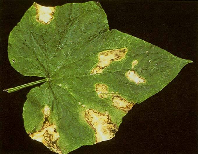 Sintomas, tratamentos e recomendações para tratar manchas foliares