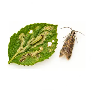 Tuta absoluta