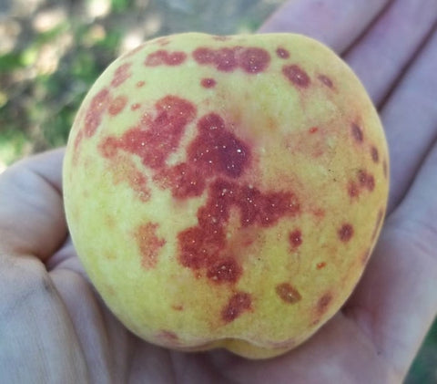 Daños causados por piojos y escamas en frutos