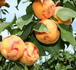 Virus de la sharka: qué es, cómo se origina y cómo eliminar de forma efectiva en albaricoque