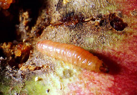 Papillon oriental : qu'est-ce que c'est, comment il apparaît et comment l'éliminer efficacement