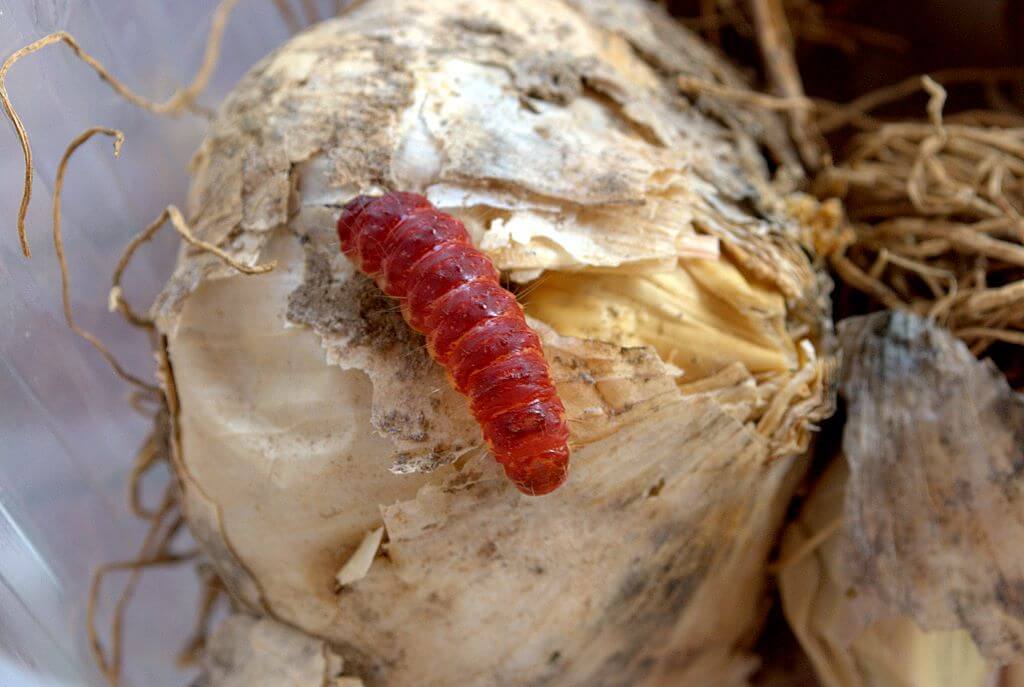 Comment reconnaître et combattre le ver rouge ou la pyrale de l'ail