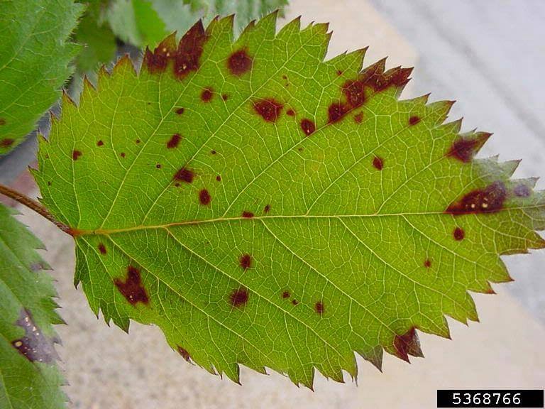 La moisissure : qu'est-ce que c'est, comment elle apparaît et comment l'éliminer efficacement