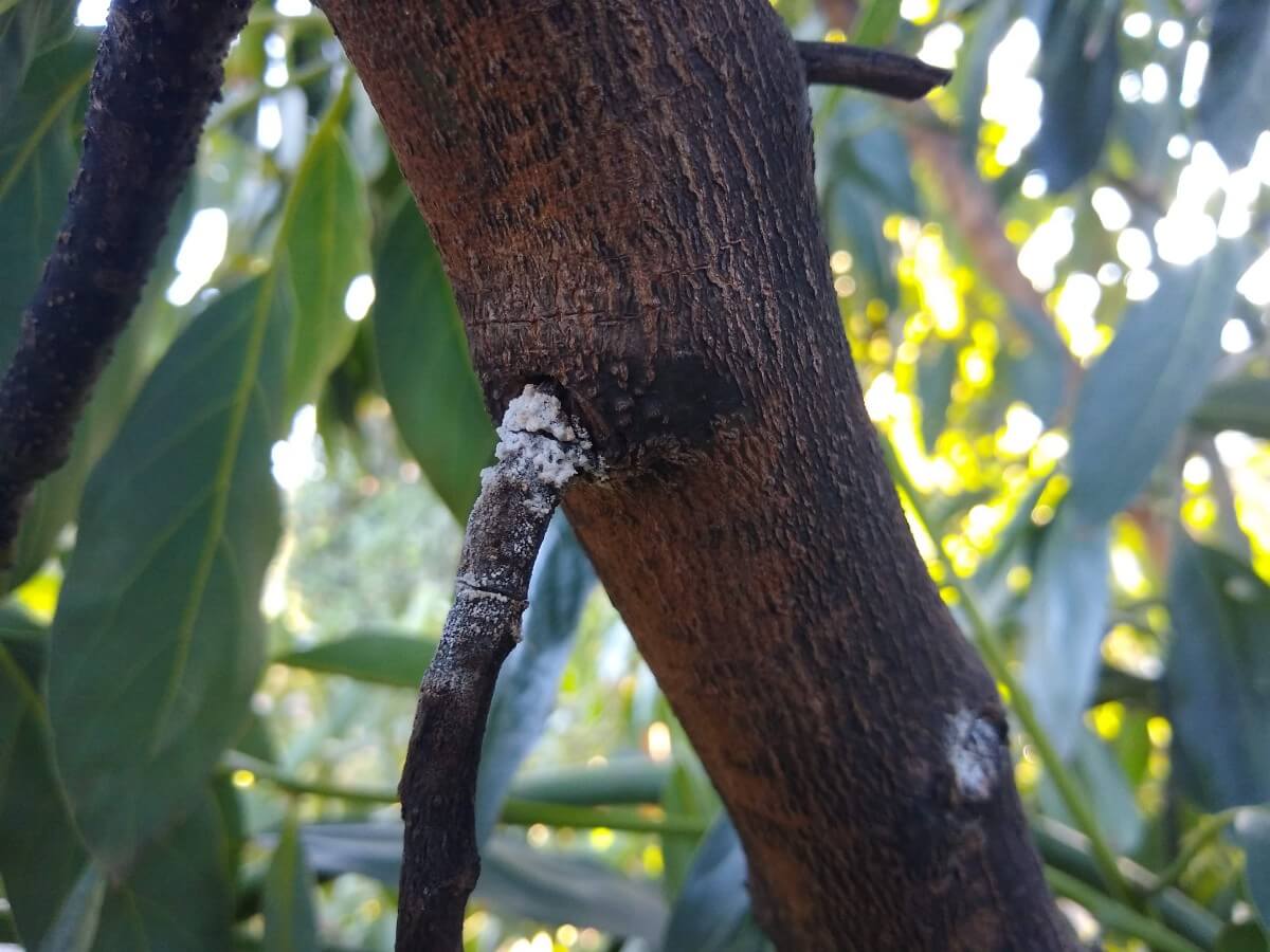 Morte regressiva do abacate: como reconhecê-la e tratá-la de forma eficaz