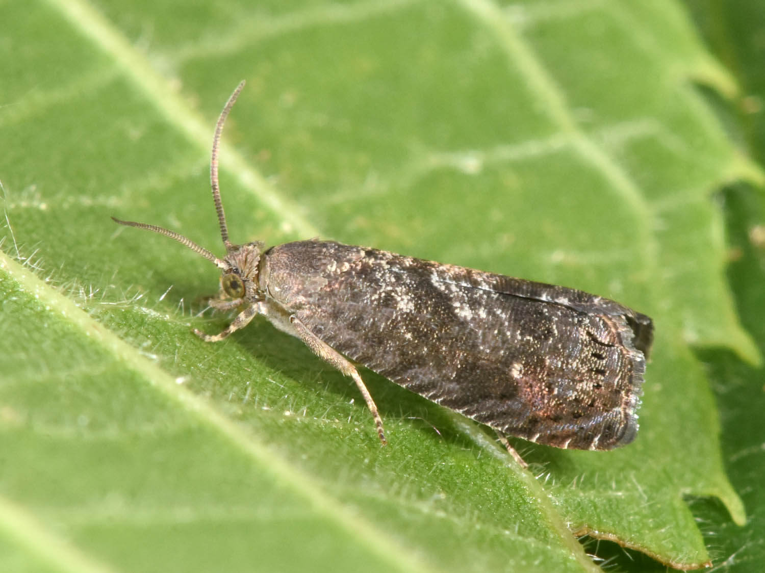 Traça-oriental do pêssego: sintomas e danos em pêssegos e nectarinas