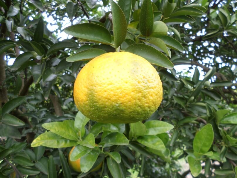 Huanglongbing (HLB), Enverdecimiento de los cítricos o dragón amarillo: Síntomas y daños en Cítricos