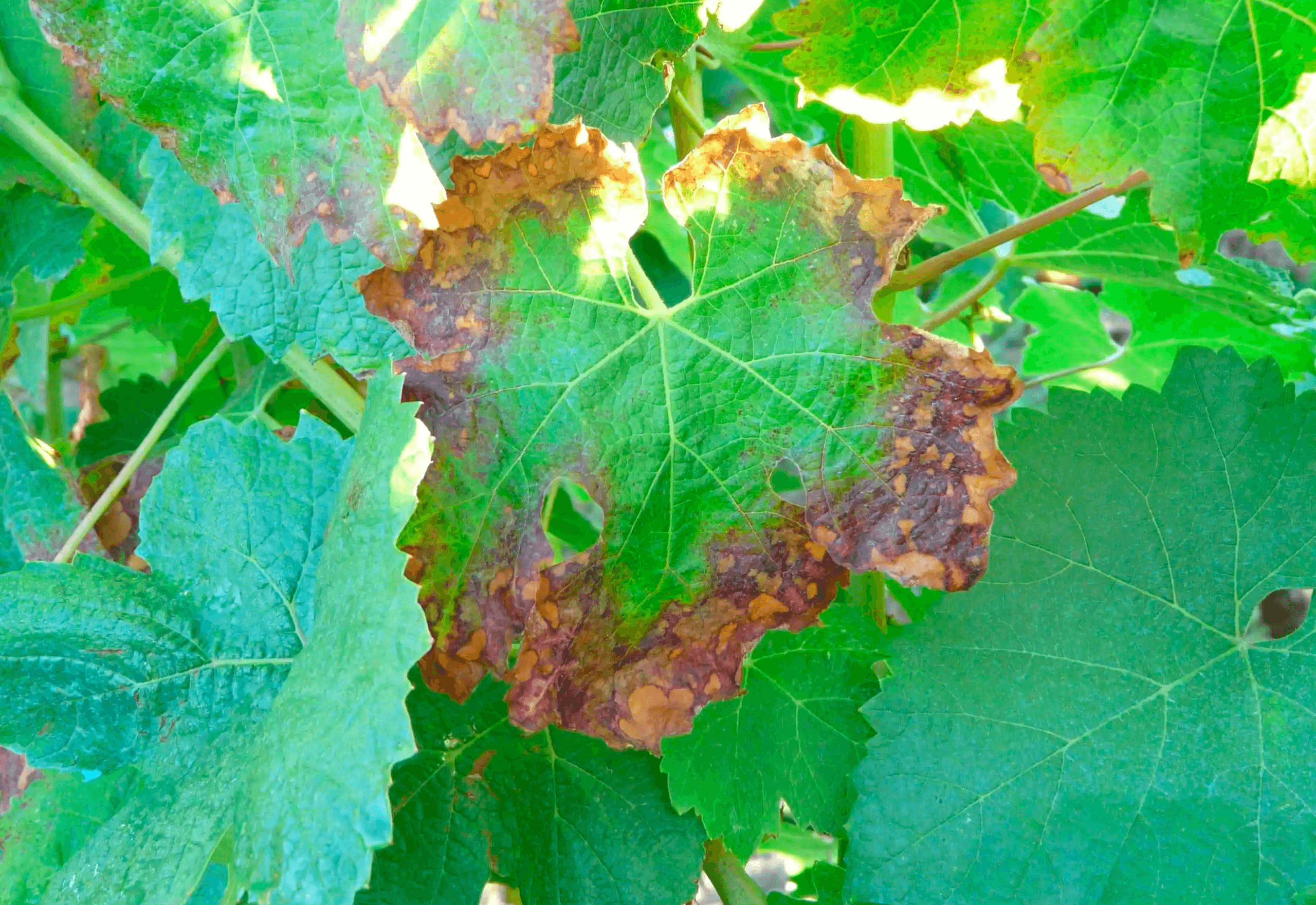 Pourriture grise : qu'est-ce que c'est, comment apparaît-elle et comment l'éliminer efficacement ?