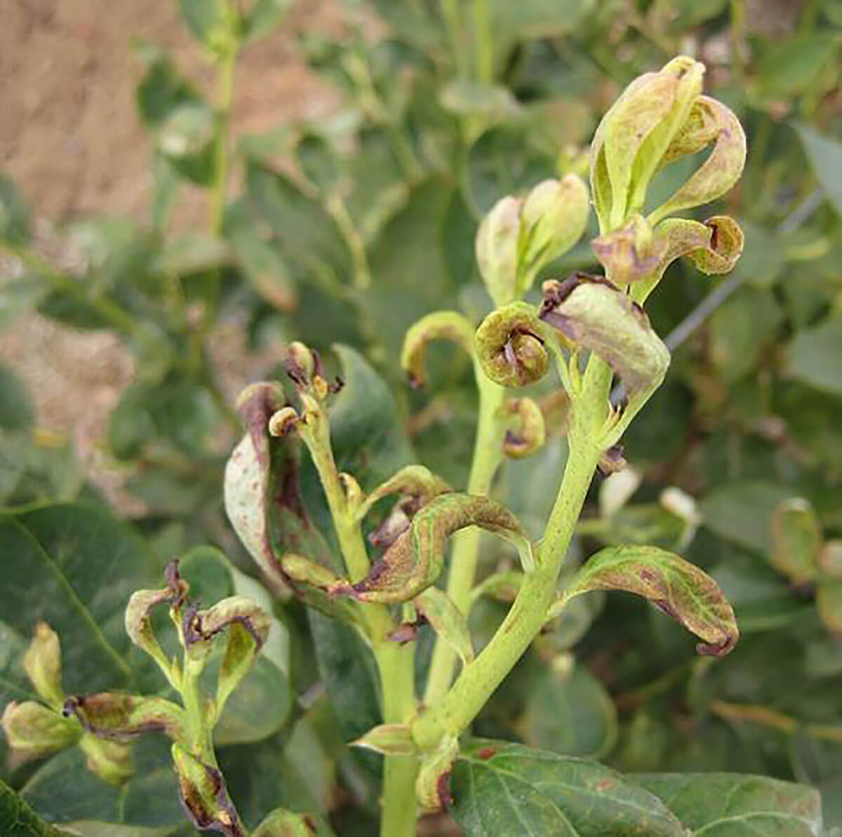 Red spider mite on blueberry | idMicrobe