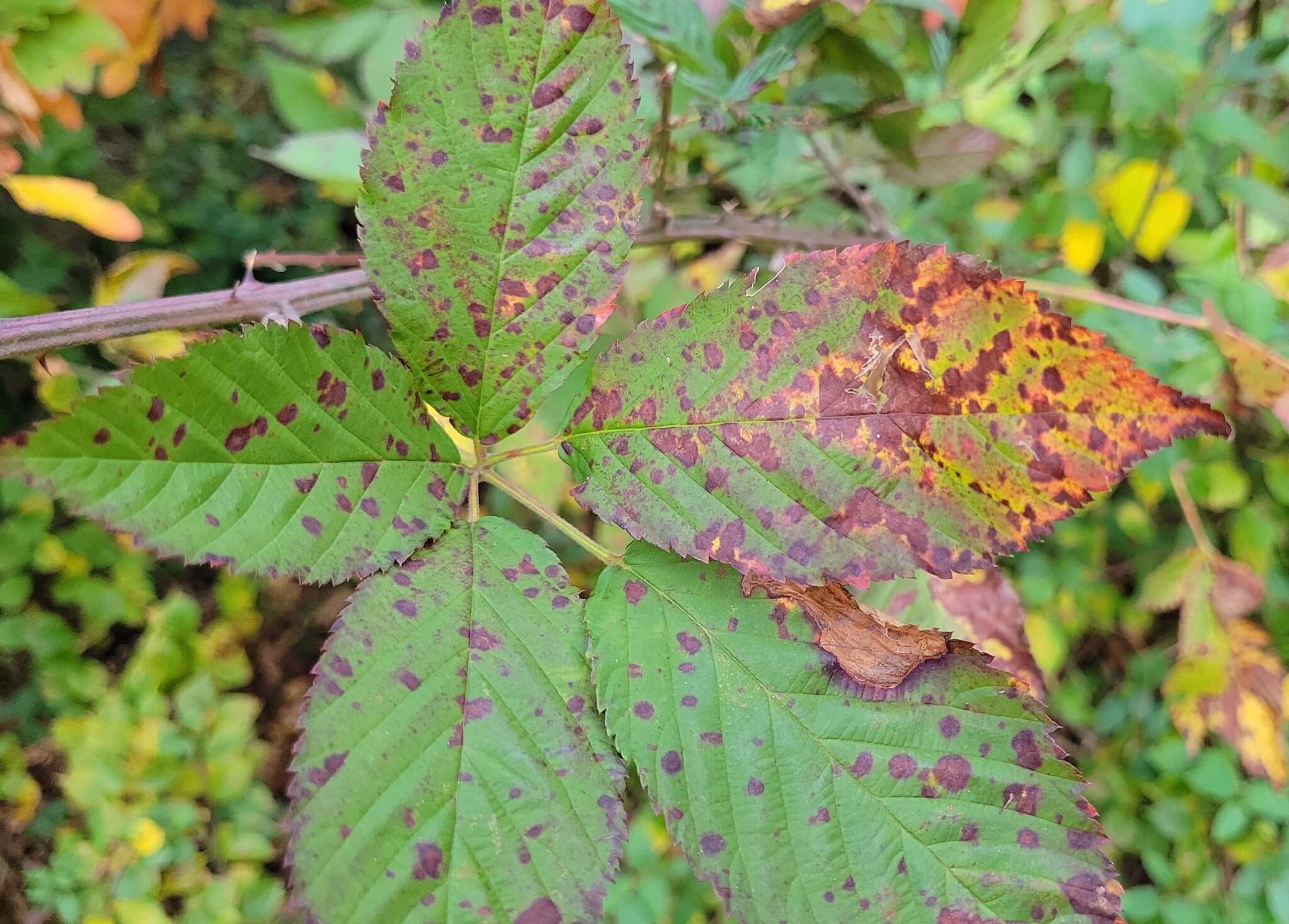 How to recognize and combat white leaf spot or septoria in raspberries
