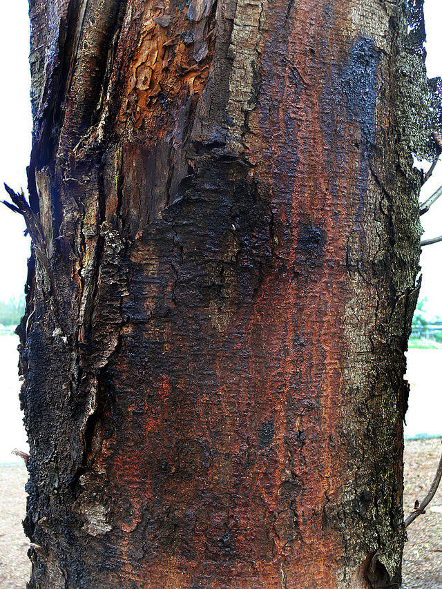Bacterial canker on cherry trees | idMicrobe